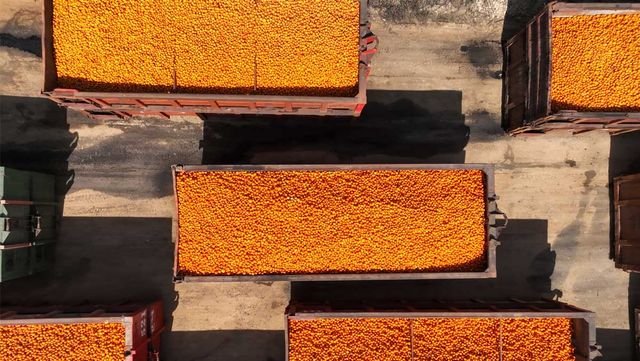 컨테이너에 담긴 만다린의 모습이다. / StockStudio Aerials-shutterstock.com