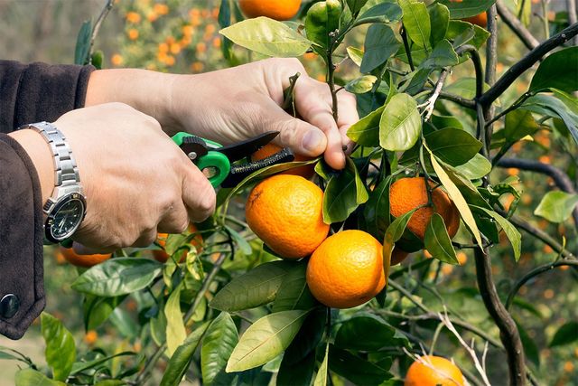 만다린을 수확하고 있다. / IrinaK-shutterstock.com