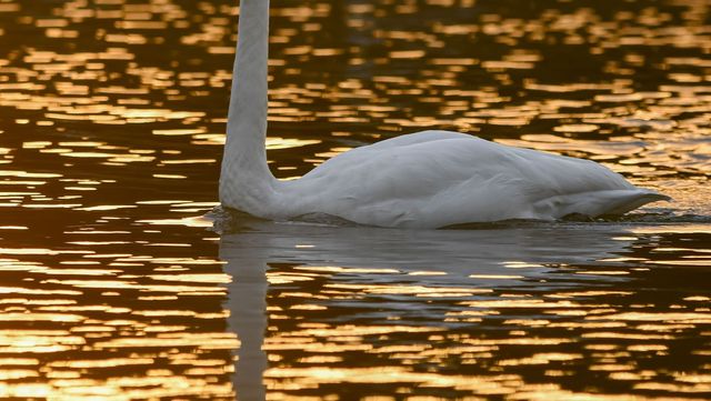 강가에 있는 큰고니의 모습이다. / Johnny_px-shutterstock.com
