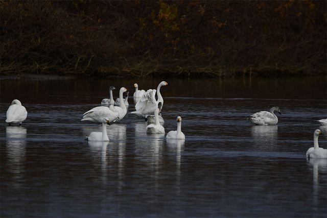 큰고니들이 무리지어 있는 모습이다. / Johnny_px-shutterstock.com