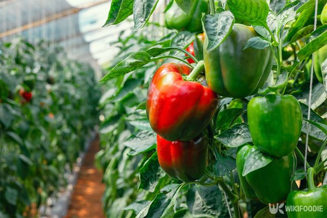 성숙한 파프리카가 붉은 색을 띄고 있다. / lovelyday12-shutterstock.com