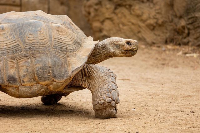 설카타 거북의 옆모습이다. / Mauro Rodrigues-shutterstock.com