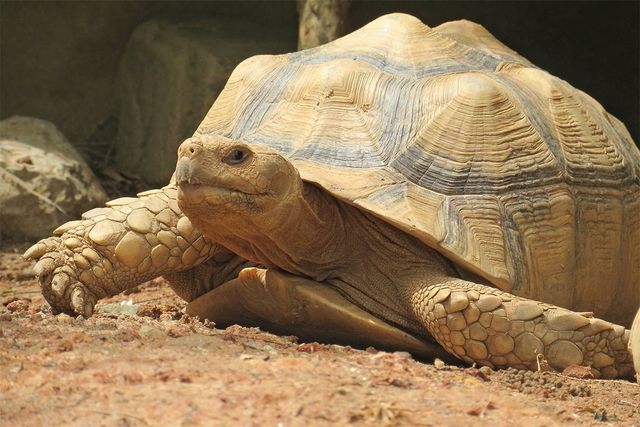 설카타 거북이 앞모습이다. / seasoning_17-shutterstock.com