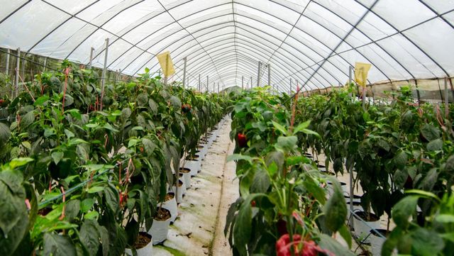 파프리카 비닐 하우스의 모습이다. / santi boonsa-shutterstock.com