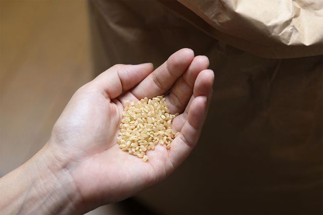 현미를 한웅큼 쥐고 있다. / Kelly Marken-shutterstock.com