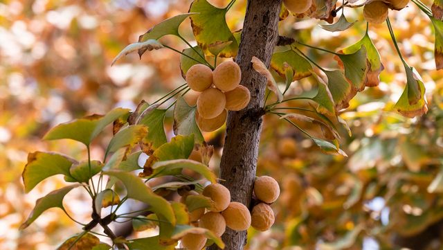 kunkun2018-shutterstock.com