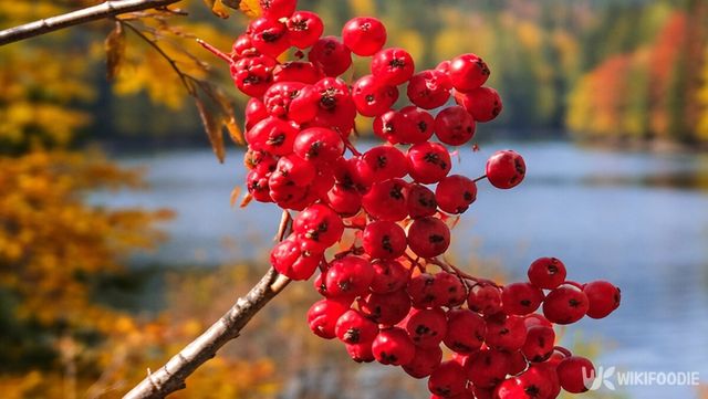 미가목 열매가 가지마다 다발로 달려 붉은 색감을 드러내고 있다. / 위키푸디