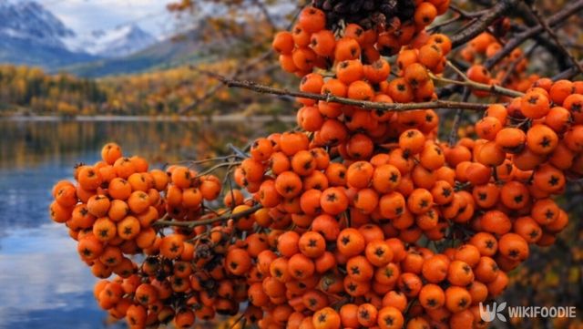 산에서 붉게 익은 미가목 열매가 선명하게 눈에 띈다. / 위키푸디