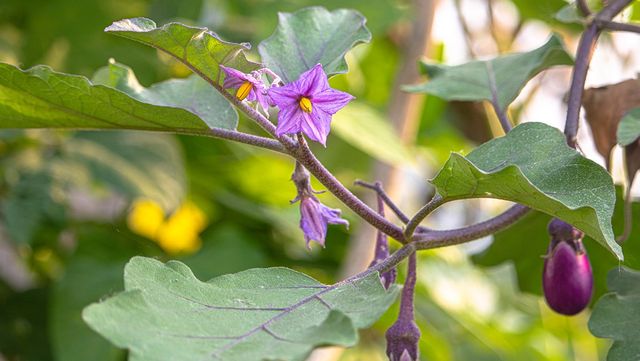 가지 잎 사이로 보라색 꽃과 어린 열매가 함께 달려 있다. / SabbirDigitall-shutterstock.com