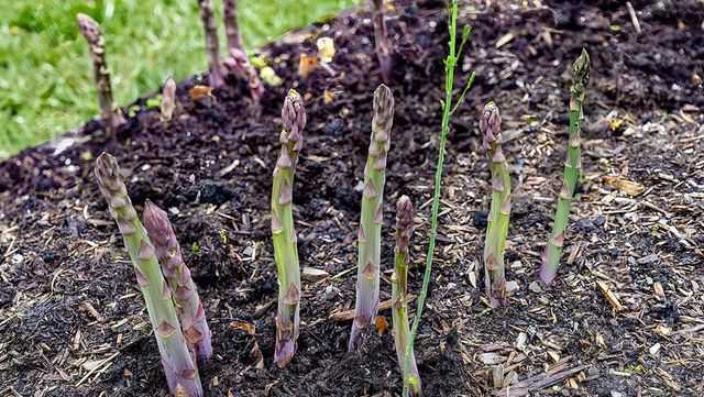 아스파라거스가 자라고 있다. / Barbara Ash-shutterstock.com