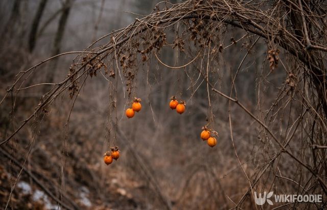 겨울 산기슭 나뭇가지에 엉켜 남아 있는 하늘타리 덩굴과 열매다. / 위키푸디
