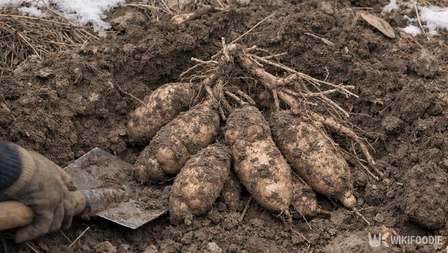 겨울 동안 전분을 축적한 하늘타리 덩이뿌리 모습이다. / 위키푸디