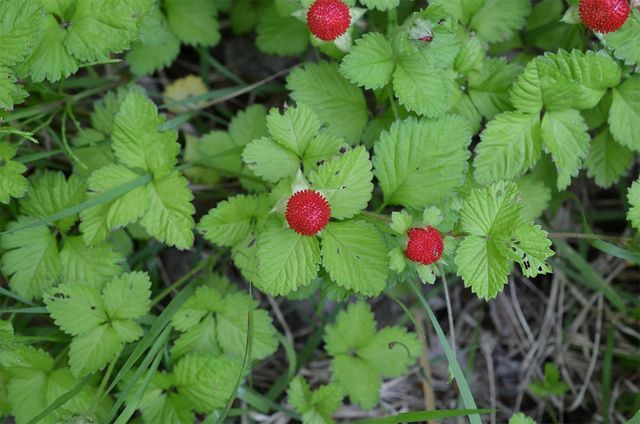 뱀딸기 열매의 모습. / 국립생물자원관