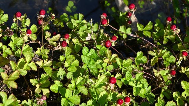 산 들판에 있는 뱀딸기 열매의 모습. / tamu1500-shutterstock.com