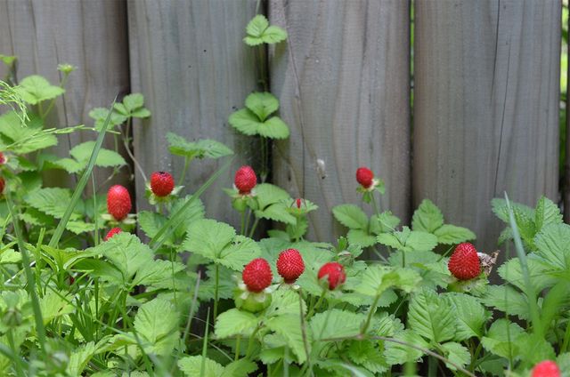 뱀딸기 열매의 모습. / 국립생물자원관
