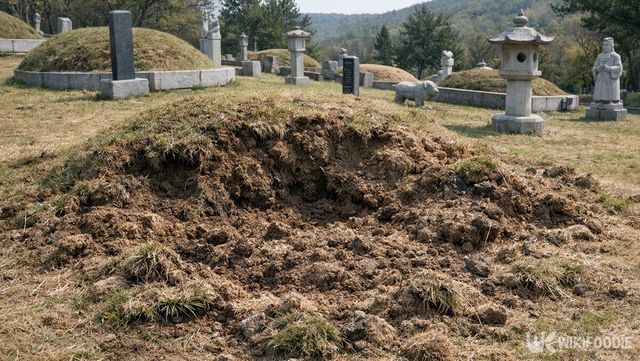 멧돼지가 파헤친 묘지의 모습. 해당 이미지는 기사 이해를 돕기 위해 AI로 재연했다. / 위키푸디