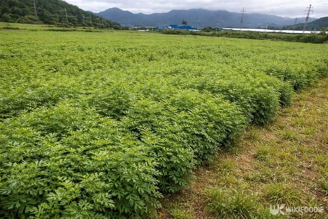 쑥밭 전경 사진. / 위키푸디