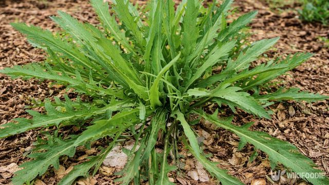 땅에 바짝 붙어 잎을 퍼뜨리며 자라는 씀바귀 모습이다. / 위키푸디