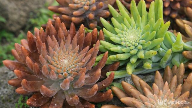 자연광 아래에서 선명한 색감을 드러낸 와송의 모습이다. / 위키푸디