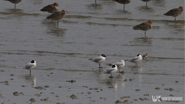 늪에 서 있는 검은머리갈매기의 모습. / 국립생물자원관