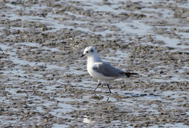 겨울철 머리가 흰색인 검은머리갈매기의 모습. / 국립생물자원관