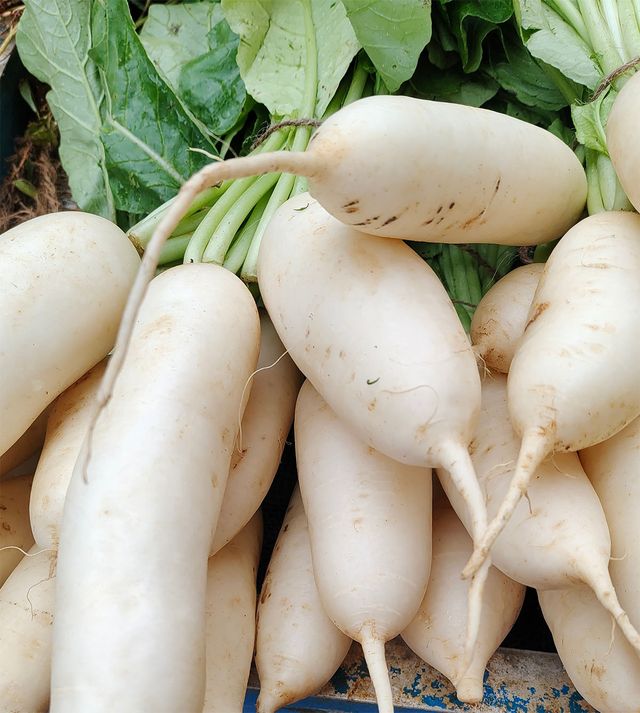 무가 한데 놓인 모습. / Photographs by Vanitha-shutterstock.com