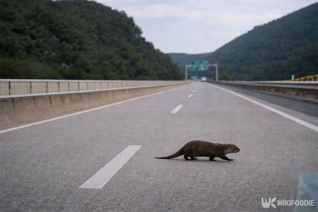 도로를 지나가는 수달 한 마리.&nbsp;해당 이미지는 기사 이해를 돕기 위해 AI로 재연하였습니다. / 위키푸디