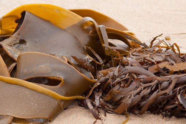 해안에 놓인 다시마의 모습. / S Curtis-shutterstock.com