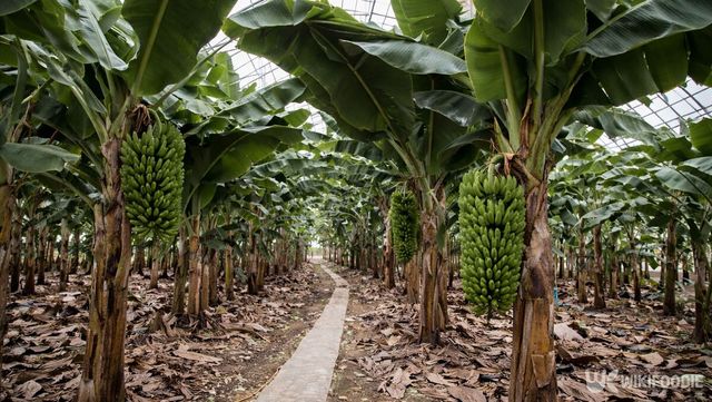 바나나 농장의 전경. / 위키푸디