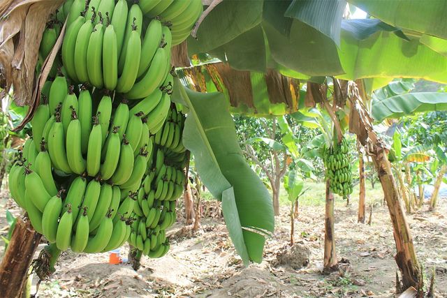 나무에 열린 덜 익은 초록색 바나나의 모습. / Fabiola Lara-shutterstock.com