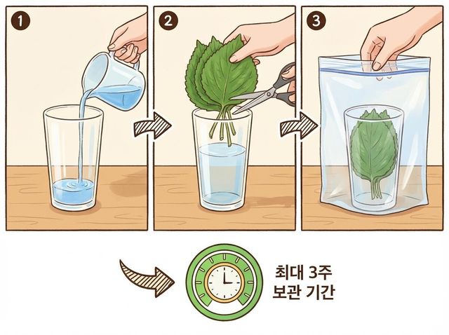깻잎 보관 방법 삽화. / 위키푸디