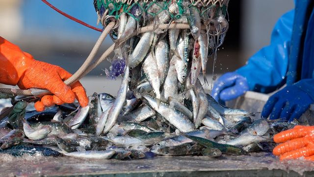 겨울 바다에서 그물로 건져 올린 해산물이다. / shocky-shutterstock.com