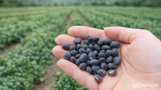 수확한 검은콩을 한 움큼 올려놓은 모습이다. / 위키푸디