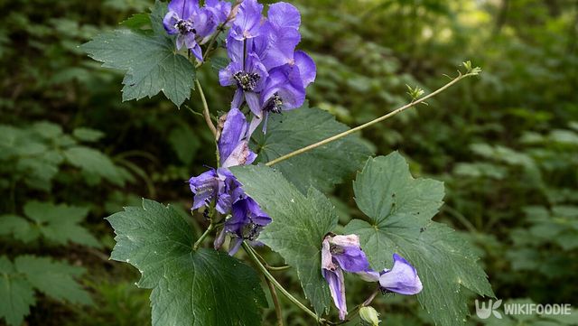 산지의 그늘진 숲속에서 자라는 투구꽃이다. / 위키푸디
