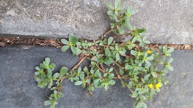 길 사이에 쇠비름이 피어 있다. / Hiiman-shutterstock.com