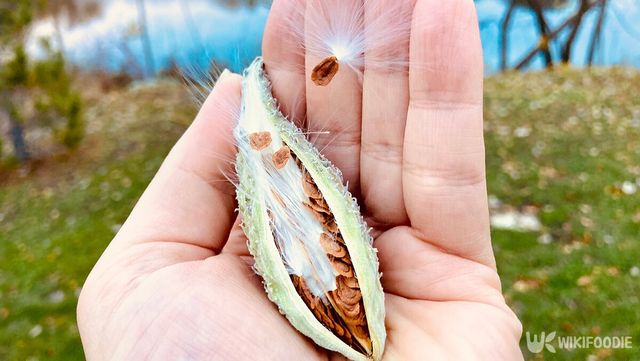 손바닥 위에서 갈라진 박주가리 열매 속에서 명주실 같은 흰 털을 단 씨앗이 드러난 모습이다. / Shawn McNulty-shutterstock.com