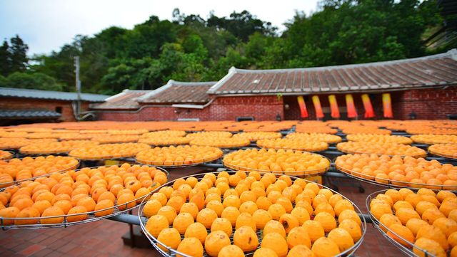 전통 가옥 마당에 홍시가 널려 자연 숙성되고 있다. / twabian-shutterstock.com