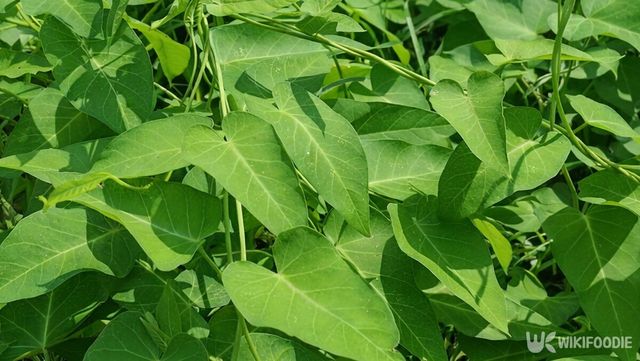 논둑과 밭둑에서 자라는 박주가리 덩굴과 하트 모양 잎의 모습이다.&nbsp;/ 위키푸디