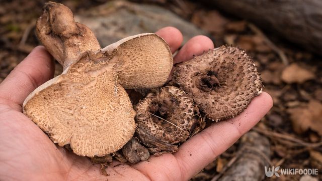 손에 쥔 자연산 개능이버섯의 거친 표면이다. / 위키푸디
