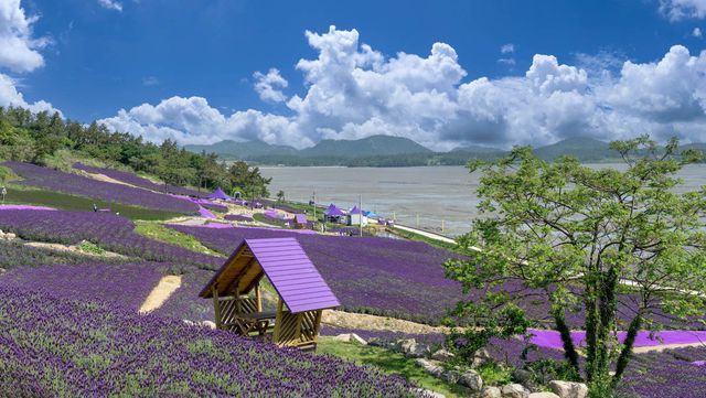 신안 퍼플섬의 전경이다. / meteorite-shutterstock.com