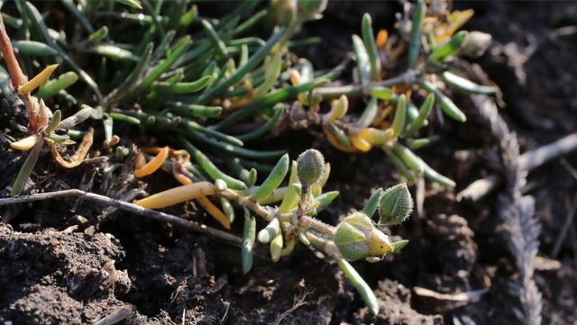 세발나물 사진. / Vankich1-shutterstock.com