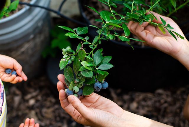 블루베리 식물을 손으로 들고 있는 모습. / Trong Nguyen-shutterstock.com