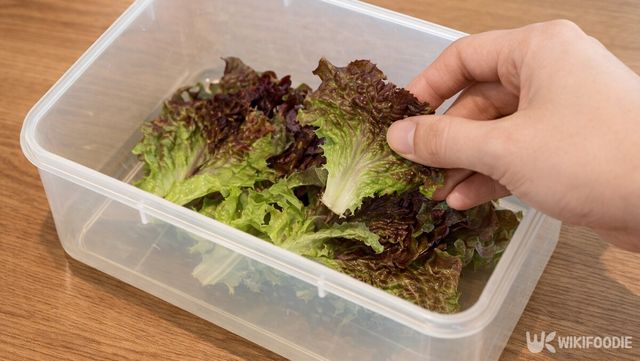 김치통에 상추를 넣어두고 있다. / 위키푸디