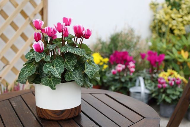 테이블에 놓인 시클라멘 화분. / Aygul Bulte-shutterstock.com