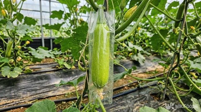 인큐 비닐을 씌운 애호박. / 위키푸디