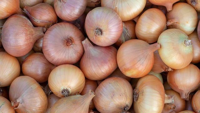 양파 자료 사진. / Evgeniy_16-shutterstock.com