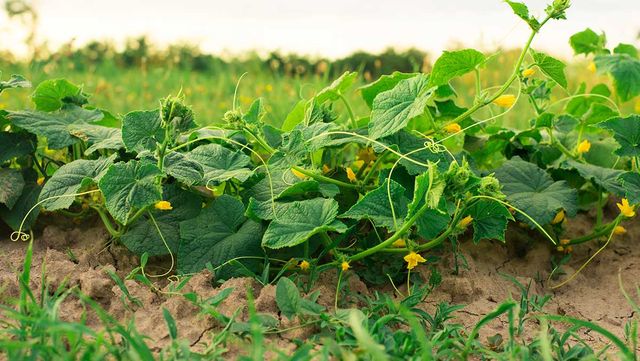 신선한 오이밭. / Vadym Sh-shutterstock.com