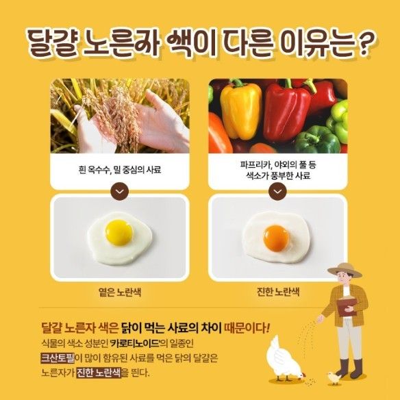 달걀 노른자 색이 다른 이유. / 서울시 제공