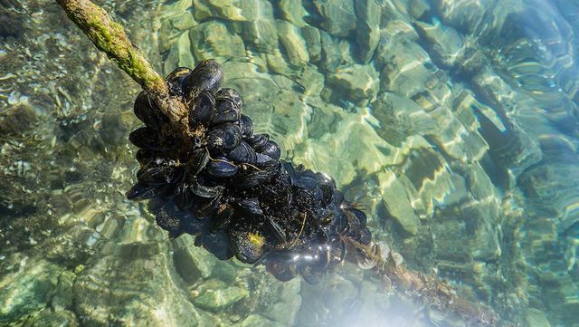 홍합 자료 사진. / baxys-shutterstock.com