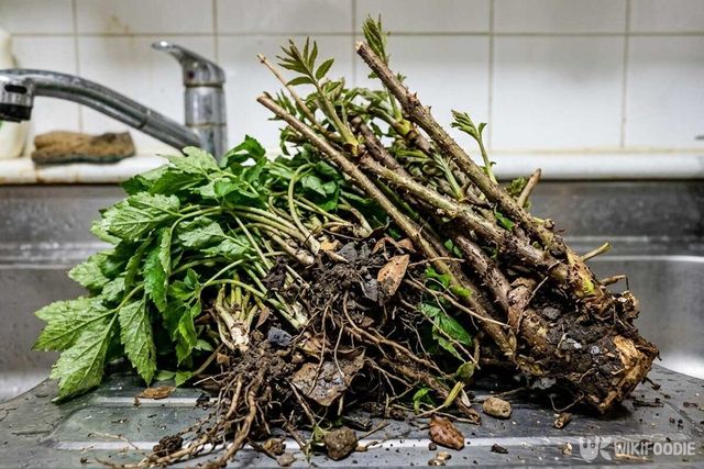 해당 사진은 봄철 산나물 채취 위험성에 대한 이해를 돕기 위한 참고 사진이며, 보도 내용과 무관합니다. / 위키푸디